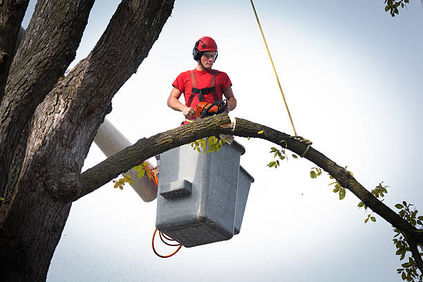 Tree Removal for Businesses